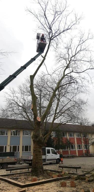 Baum fällen