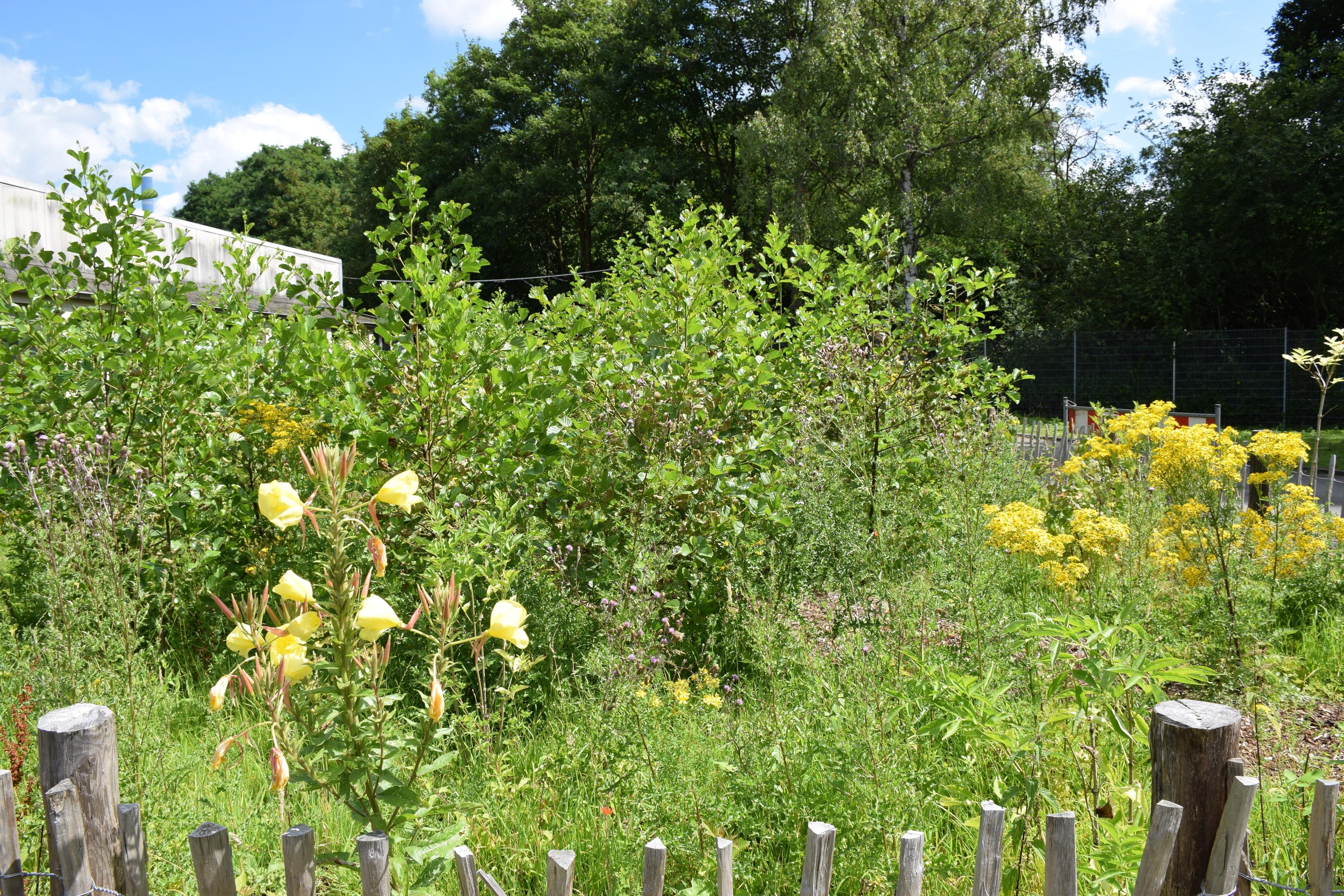 Mini Wald Im Hesselbruch Juli 2024