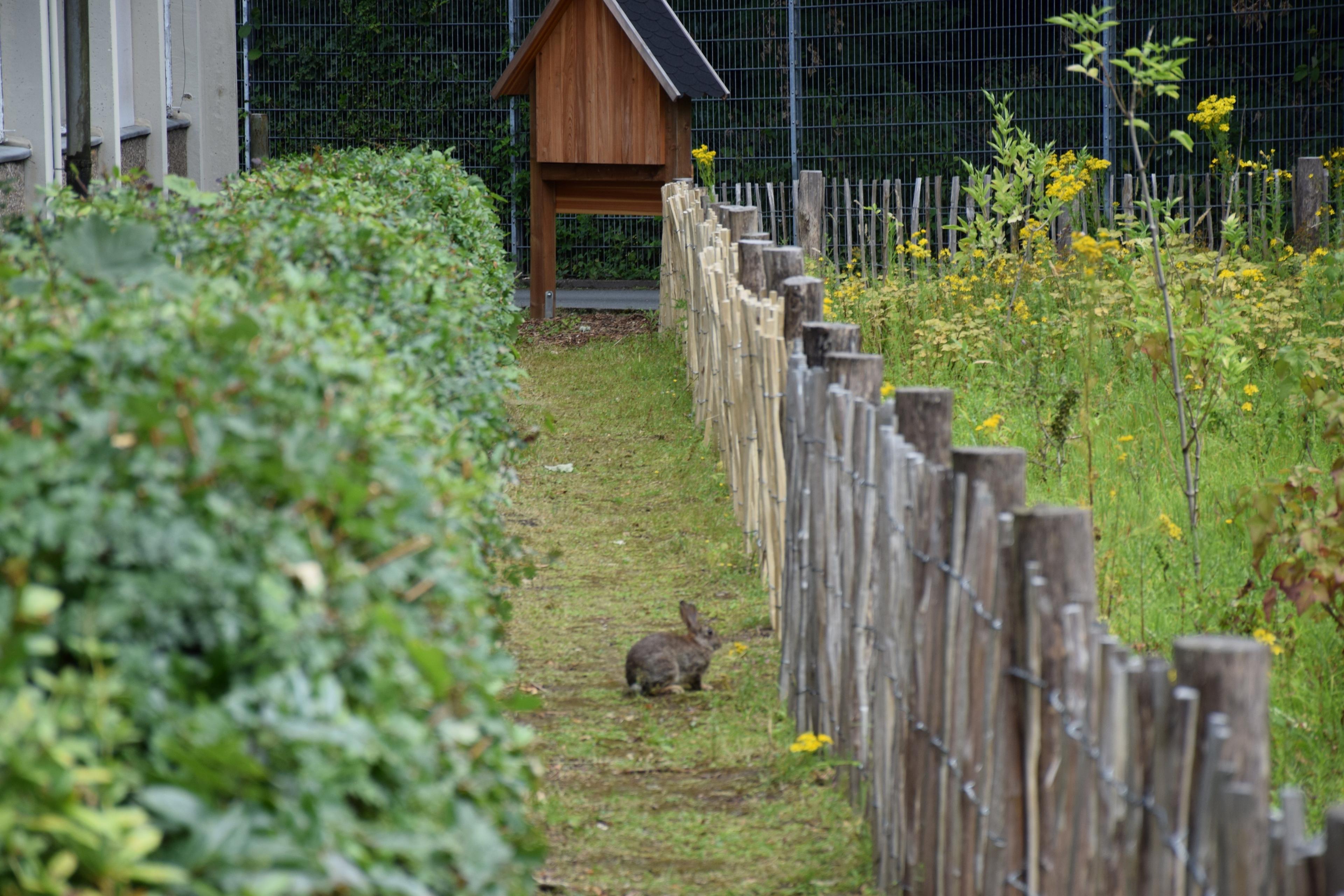 Mini Wald Im Hesselbruch Juli 2024 mit Hase