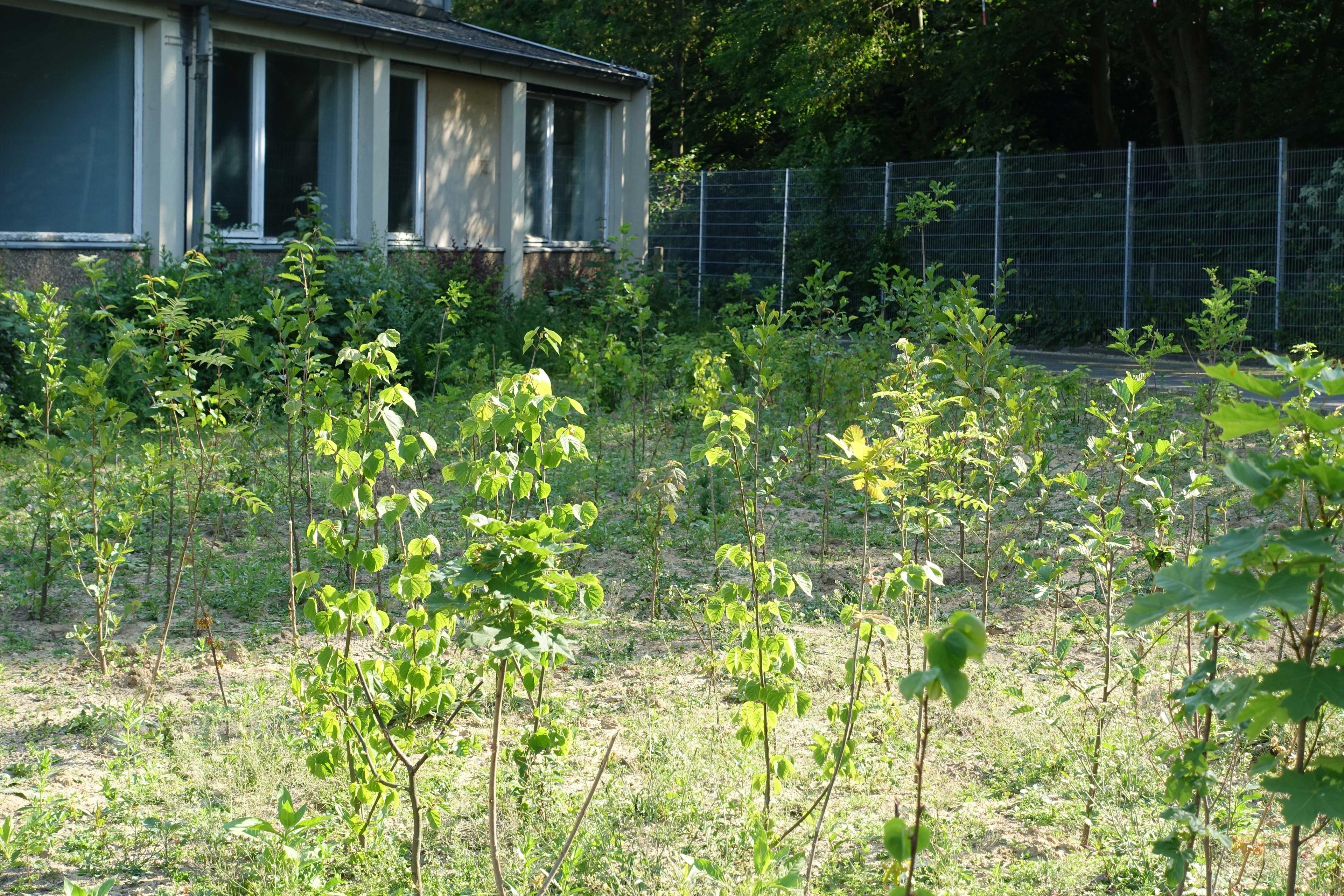 Mini-Wald_Im-Hesselbruch